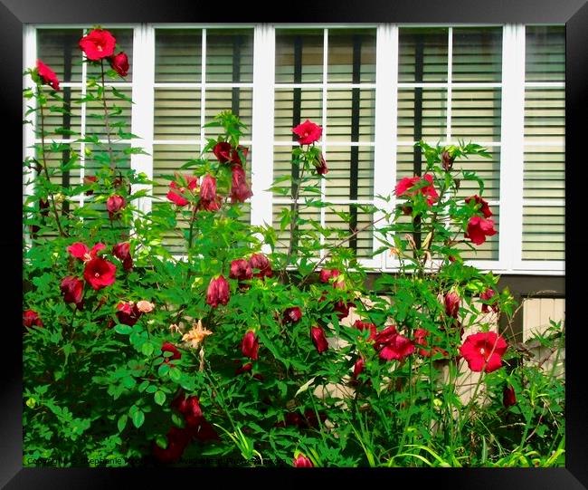Window with red flowers Framed Print by Stephanie Moore