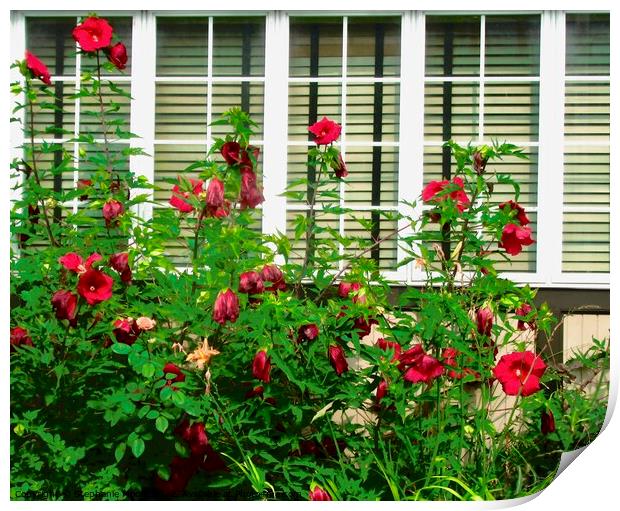 Window with red flowers Print by Stephanie Moore