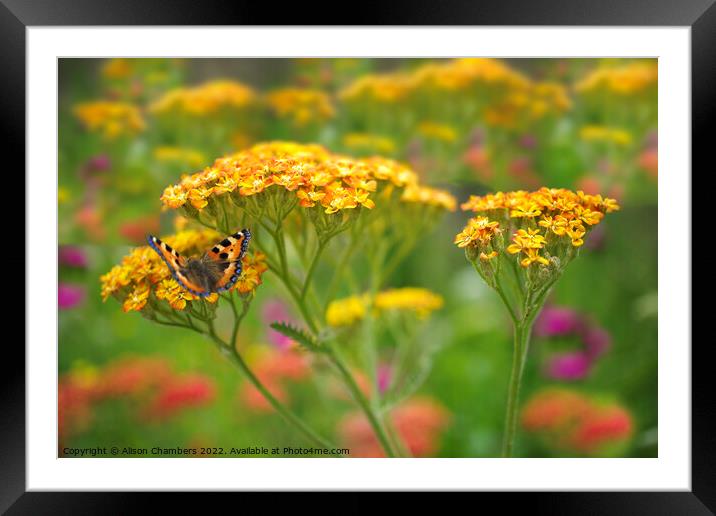 Butterfly on Yarrow Framed Mounted Print by Alison Chambers