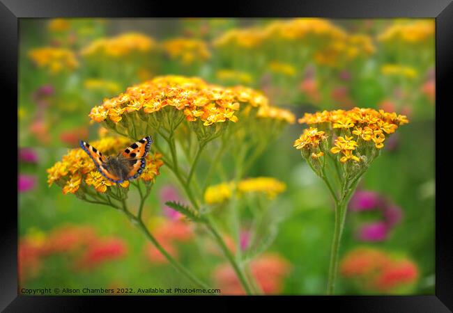 Butterfly on Yarrow Framed Print by Alison Chambers