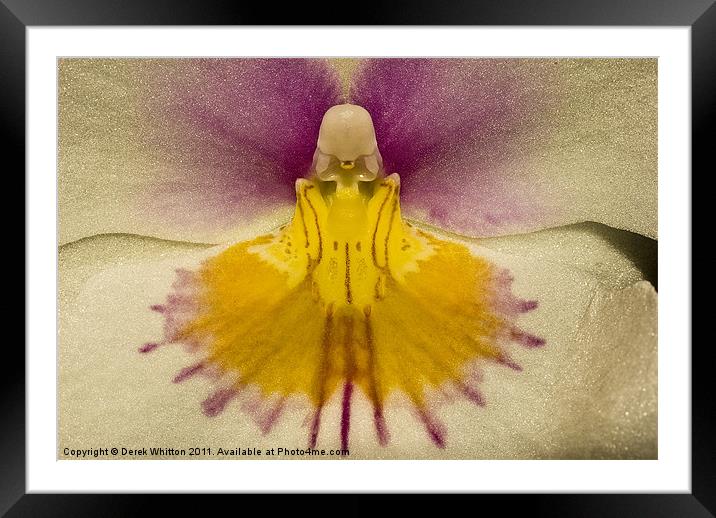 Phalaenopsis Orchid Framed Mounted Print by Derek Whitton
