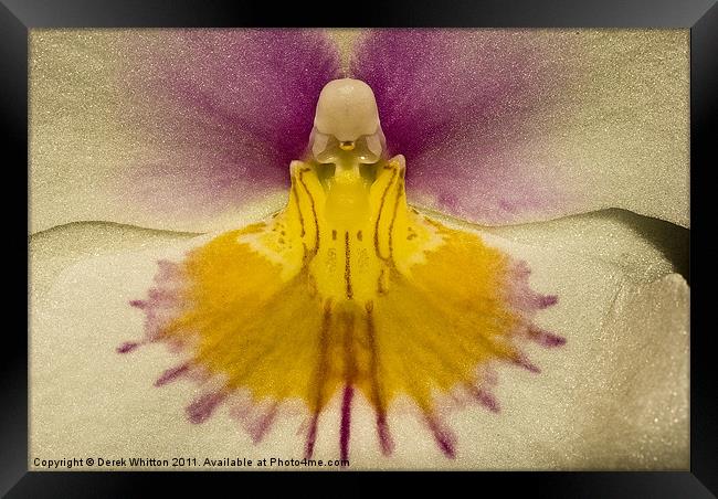 Phalaenopsis Orchid Framed Print by Derek Whitton