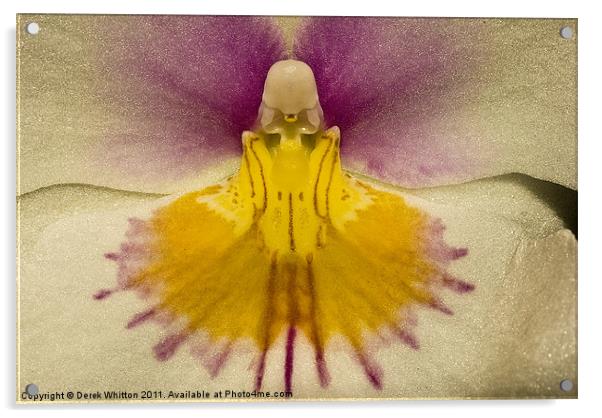 Phalaenopsis Orchid Acrylic by Derek Whitton