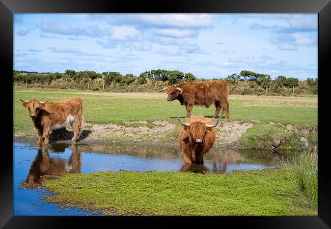 Highland Cattle Graze by the Watering Hole Framed Print by kathy white