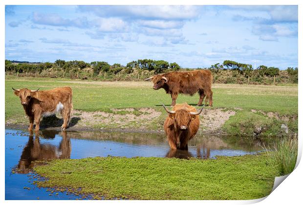 Highland Cattle Graze by the Watering Hole Print by kathy white
