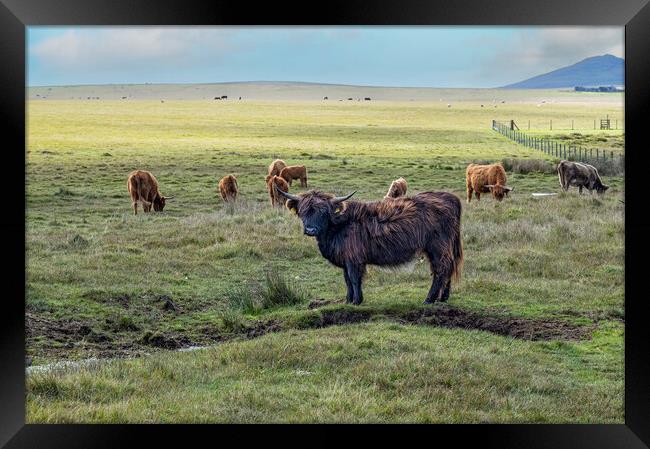 Highland Cattle Framed Print by kathy white