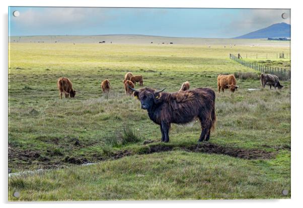 Highland Cattle Acrylic by kathy white