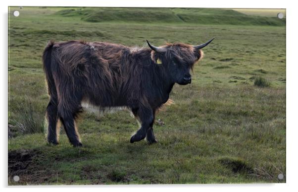 The Highland Highland cow,highland cattle Acrylic by kathy white