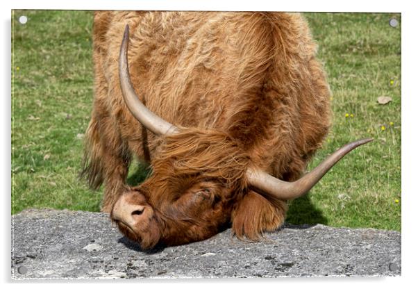 Good scratch, Highland cow Acrylic by kathy white