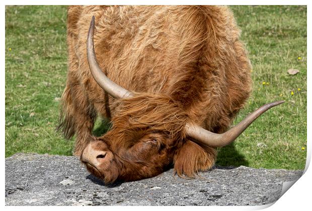 Good scratch, Highland cow Print by kathy white