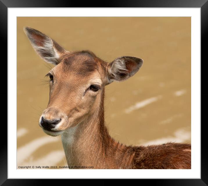 Head of fallow-deer doe Framed Mounted Print by Sally Wallis