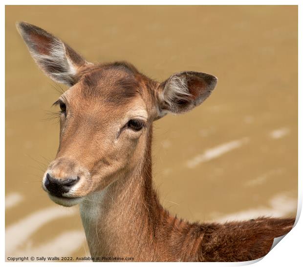 Head of fallow-deer doe Print by Sally Wallis