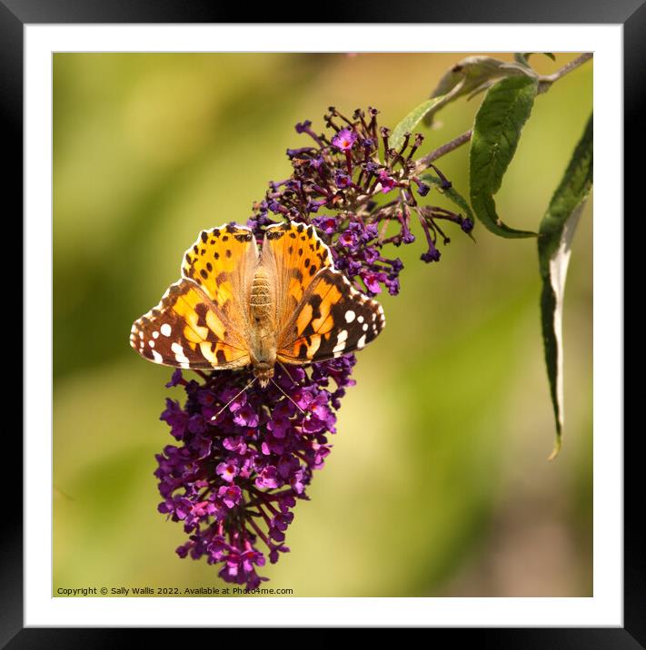 Painted Lady on lilac Framed Mounted Print by Sally Wallis