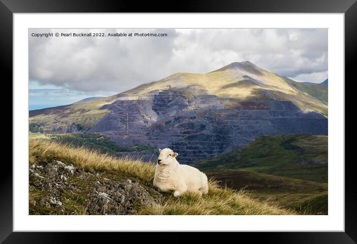 A Welsh Sheep in Snowdonia Mountains Framed Mounted Print by Pearl Bucknall