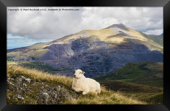 A Welsh Sheep in Snowdonia Mountains Framed Print by Pearl Bucknall