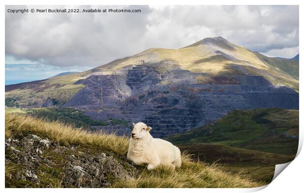 A Welsh Sheep in Snowdonia Mountains Print by Pearl Bucknall