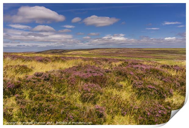 Flowering heather North Yorkshire Moors Print by Michael Shannon