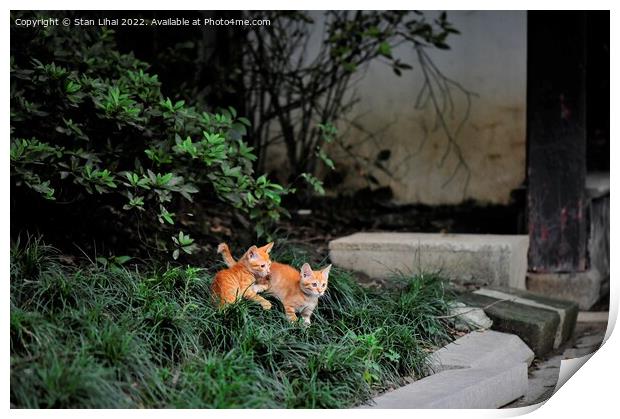 Two red kittens Print by Stan Lihai