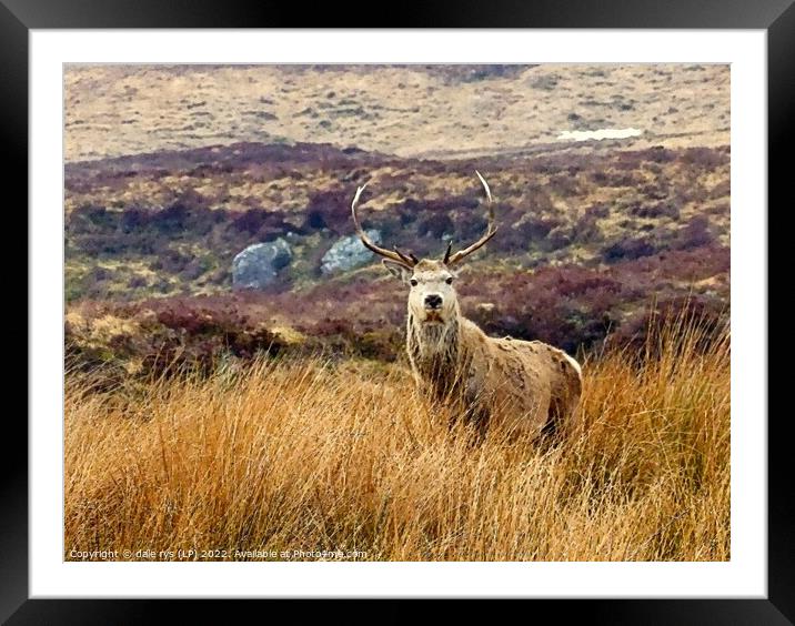 wild as the wind Framed Mounted Print by dale rys (LP)