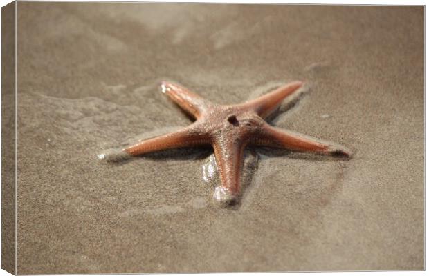 A close up of a starfish Canvas Print by IAIN SUTHERLAND