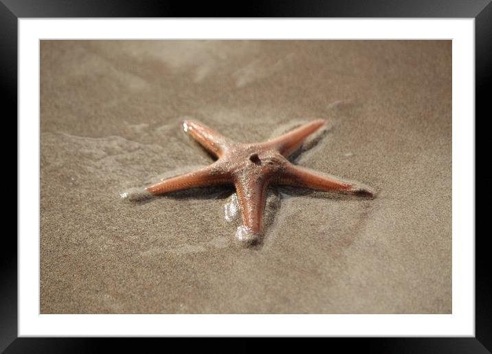 A close up of a starfish Framed Mounted Print by IAIN SUTHERLAND