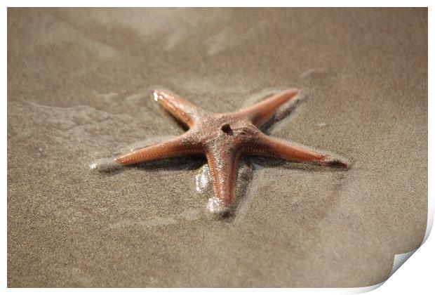 A close up of a starfish Print by IAIN SUTHERLAND