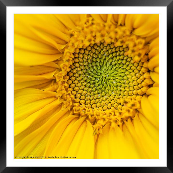 Heart of the Sunflower Framed Mounted Print by John Kiss