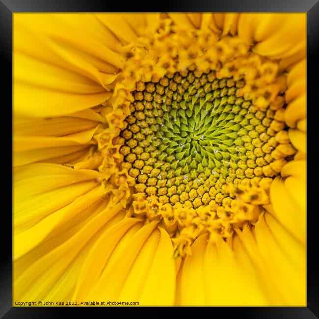 Heart of the Sunflower Framed Print by John Kiss