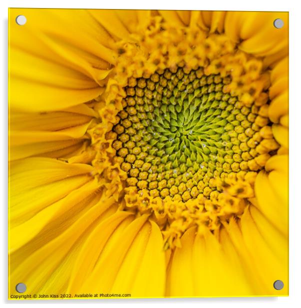 Heart of the Sunflower Acrylic by John Kiss
