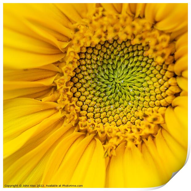Heart of the Sunflower Print by John Kiss