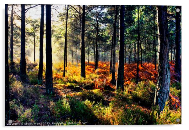 Sunrise in the forest Acrylic by Stuart Wyatt