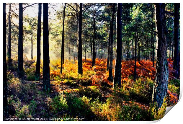 Sunrise in the forest Print by Stuart Wyatt