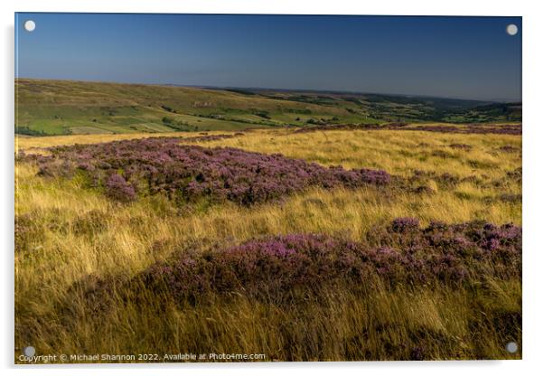 Patches of flowering heather in Rosedale, North Yo Acrylic by Michael Shannon