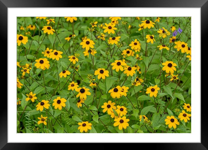 Rudbeckia Triloba Browneyed Flowers Framed Mounted Print by Artur Bogacki