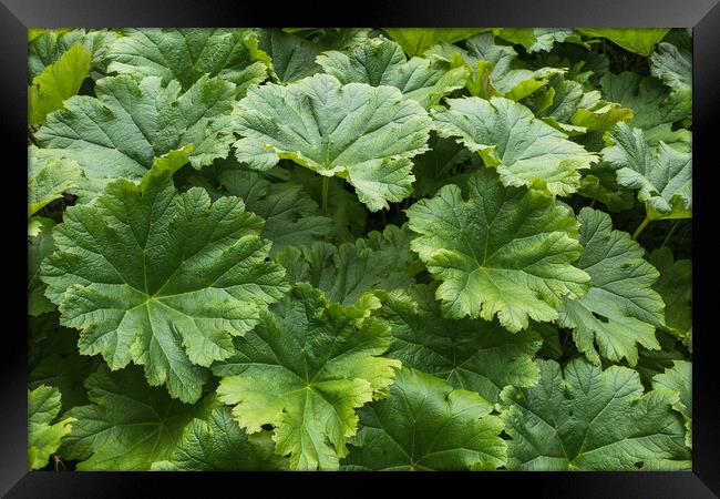 Darmera Peltata Peltiphyllum Peltatum Leaves Framed Print by Artur Bogacki