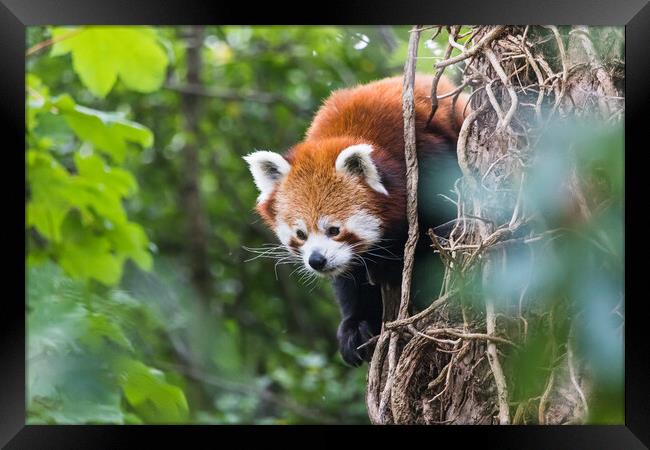 Red panda peeking behind a tree Framed Print by Jason Wells