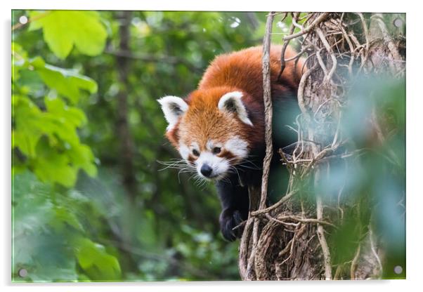 Red panda peeking behind a tree Acrylic by Jason Wells