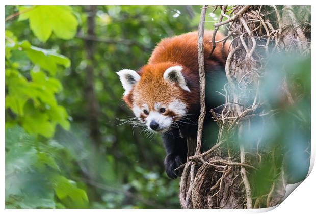 Red panda peeking behind a tree Print by Jason Wells