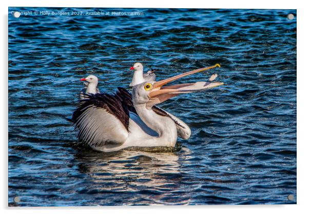 Australian Pelican  Acrylic by Holly Burgess