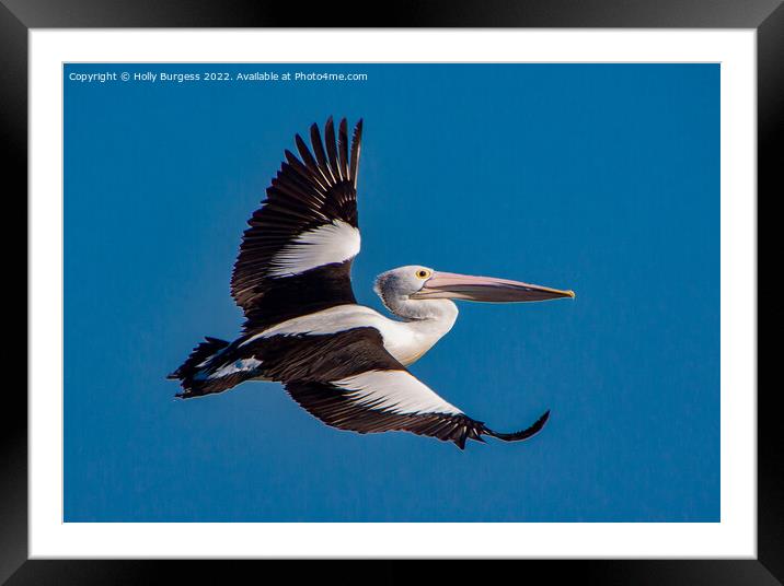 Australia Pelican in flight Framed Mounted Print by Holly Burgess