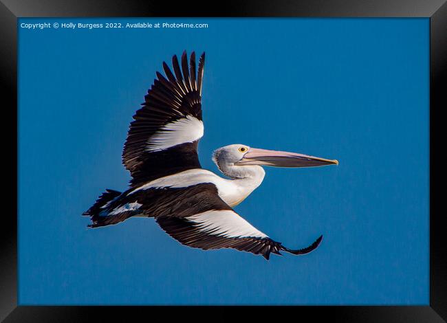Australia Pelican in flight Framed Print by Holly Burgess