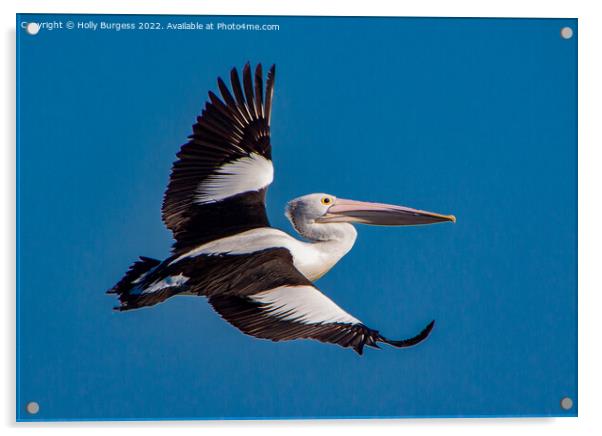 Australia Pelican in flight Acrylic by Holly Burgess