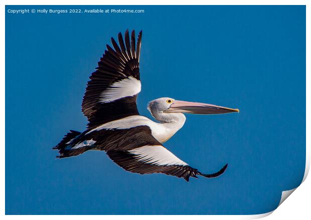 Australia Pelican in flight Print by Holly Burgess