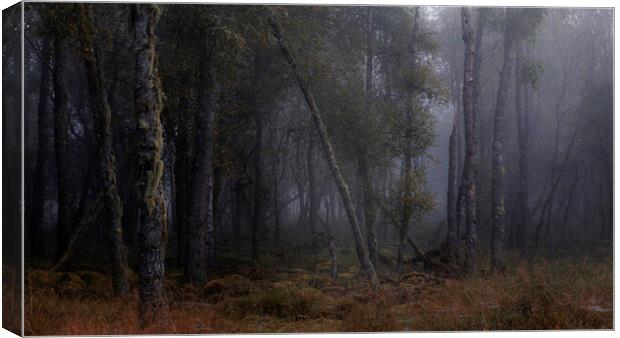 Foggy Trees Canvas Print by overhoist 