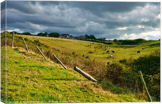 Serene Countryside Cowscape Canvas Print by Roger Mechan