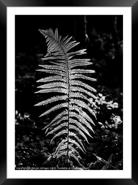 sunlit fern Framed Mounted Print by Simon Johnson