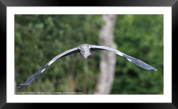 A heron in flight  Framed Mounted Print by Mark Harvey