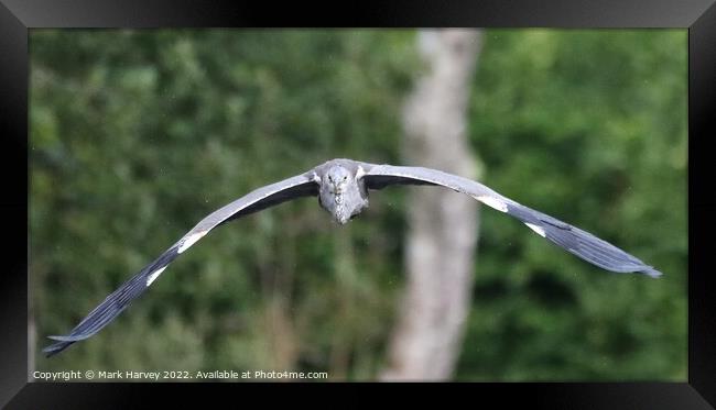 A heron in flight  Framed Print by Mark Harvey