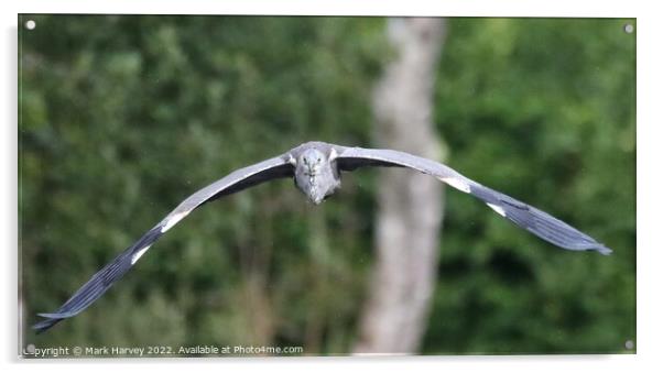 A heron in flight  Acrylic by Mark Harvey