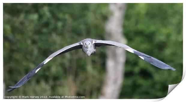A heron in flight  Print by Mark Harvey